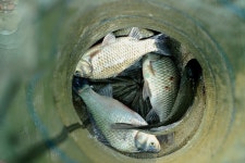 츄릅 > 츄릅~*의 예당저수지탐방 (장전좌대) : 낚시사랑