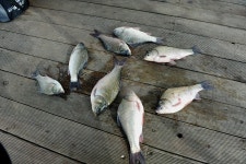 츄릅 > 츄릅~*의 예당저수지탐방 (장전좌대) : 낚시사랑