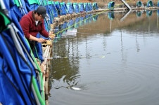 세븐 노영 > (맹골 낚시터) 경기도 용인시 대표적인 대물 손맛터 취재현장^^ : 낚시사랑