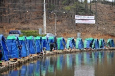 세븐 노영 > (맹골 낚시터) 경기도 용인시 대표적인 대물 손맛터 취재현장^^ : 낚시사랑