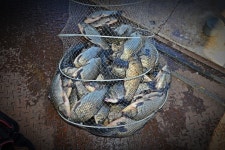 츄릅 > (두메낚시터) 12만여평 대형계곡저수지! 최근 호조황소식을 듣고 두메낚시터를 찾아봅니다 : 낚시사랑