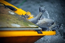 낚시사랑 > 광주 목현낚시터 : 낚시사랑