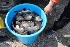 붕어도인 > 음성 차평낚시터 땀붕어들~~붕어도인 : 낚시사랑