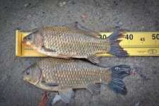 츄릅 > 안성 고삼월향낚시터 : 낚시사랑