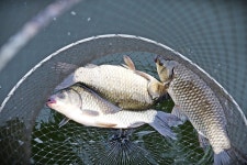 노아주 > 송전지 서울집 좌대낚시터 토종붕어 사짜대물을 찾아서.../낚시세상 노아주의 초가을 낚시여행 : 낚시사랑