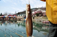 츄릅 > 경기도 연천군 군남면 전곡낚시터 : 낚시사랑