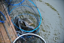 낚시사랑 > 하남 고골낚시터 : 낚시사랑