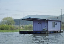 츄릅 > 안골낚시터 붕어 수초에 머물다 : 낚시사랑