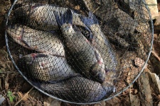 예담2 > 아직 끝나지 않은 산란 특수 파주 발랑낚시터 : 낚시사랑