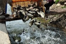츄릅 > 배수기 특수조황! 경기도 광주 유정낚시터를 다녀오며... : 낚시사랑