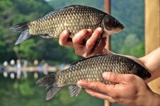 츄릅 > 배수기 특수조황! 경기도 광주 유정낚시터를 다녀오며... : 낚시사랑