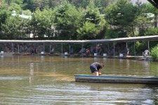 붕어도인 > 활기를 되찾은 새말낚시터 //붕어도인 : 낚시사랑