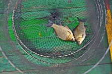 낚시사랑 > 자갈섬낚시터 : 낚시사랑