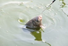 강호지락 > 봉림낚시터 : 낚시사랑