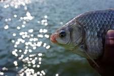 츄릅 > 경기도 화성 웃골낚시터 : 낚시사랑