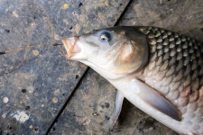 예담2 > 성주리낚시터 개장 이야기 : 낚시사랑