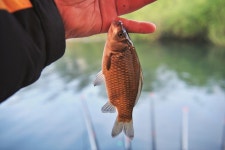 강호지락 > 덕산지 : 낚시사랑