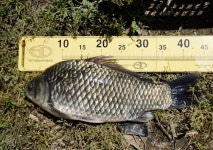 츄릅 > 평택 노양리 계양낚시터 : 낚시사랑