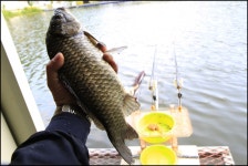 붕어도인 > 꽃바람 타고 온 상곡낚시터의 토종 월척 붕어들~ : 낚시사랑