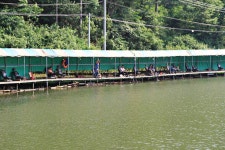 붕어도인 > 잣나무 숲속의 힐링낚시터~ : 낚시사랑