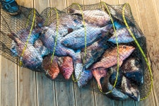 예담2 > 황산바다좌대낚시터 개장이야기 : 낚시사랑