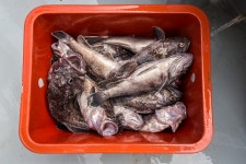 예담2 > 가을의 풍요로움 우럭낚시 시즌 스타트~!! : 낚시사랑