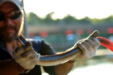 기파랑 > 안산 청곡낚시터 : 낚시사랑