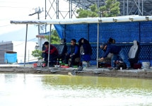 강호 지락 > 향수 사계절낚시터 : 낚시사랑