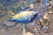 예담2 > 원주 고산낚시터 : 낚시사랑