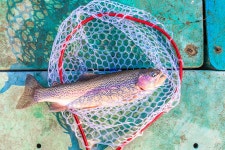 예담2 > 안성 덕봉낚시터 : 낚시사랑