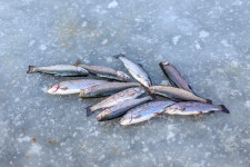 예담2 > 파주 직천 낚시터 : 낚시사랑