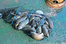 낚시사랑 > 음성 중부낚시터 : 낚시사랑