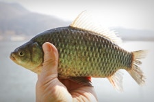 노아주 > 토종 상곡지 : 낚시사랑