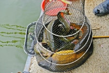 낚시사랑 > 음성 복상골낚시터 : 낚시사랑