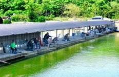 강호지락 > 고양 봉림 낚시터 : 낚시사랑