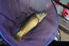 붕어도인 > 음성 차평낚시터 : 낚시사랑