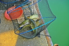 낚시사랑 > 음성 복상골낚시터 : 낚시사랑