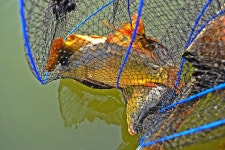 낚시사랑 > 음성 봉낚시터 : 낚시사랑