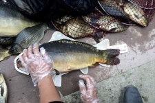 붕어도인 > 음성 차평낚시터 : 낚시사랑