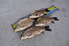 강호지락 > 안성 덕산지 : 낚시사랑