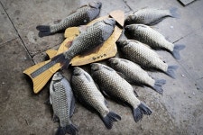 노아주 > 토종대물 상곡지 : 낚시사랑