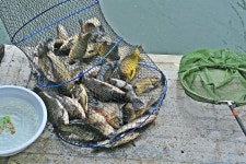 낚시사랑 > 곤지암 진우낚시터 : 낚시사랑