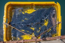 예담2 > [부흥호 좌대] : 낚시사랑