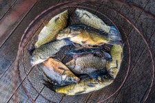 예담2 > [금곡 낚시터] : 낚시사랑