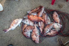 예담2 > 앗~! 벌써 우럭? 선재낚시공원 : 낚시사랑