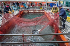 예담2 > 부흥호 바다좌대 : 낚시사랑