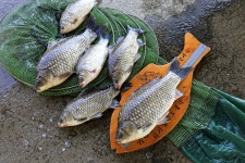 노아주 > 토종대물 상곡지 : 낚시사랑