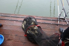 붕어도인 > 양평 대석낚시터 : 낚시사랑