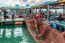 예담2 > 도비도 아쿠아 좌대 : 낚시사랑