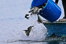 노아주 > 포천 가산낚시터 : 낚시사랑